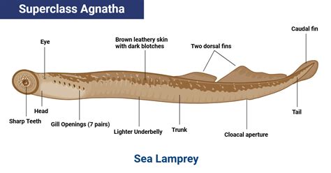 agnatha fishes|Superclass Agnatha: Classification, Characteristics, .